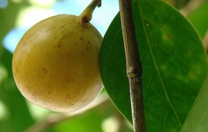 Топ опасных ядовитых растений