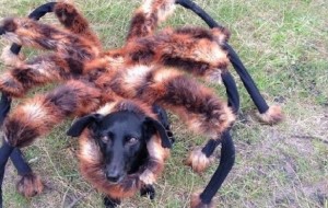 Мутант гиганского паука (Super spider dog )